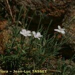 Dianthus gyspergerae Hábito