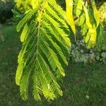 Albizia julibrissinFrunză