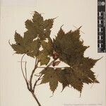 Acer caudatum Други