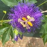 Passiflora cincinnata Cvet