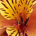 Alstroemeria aurea Kvet