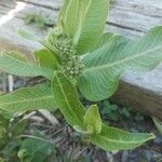 Asclepias viridiflora Fruit