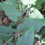 Teucrium scorodonia Blatt