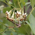 Schrebera alata Flor