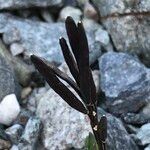 Cardamine bellidifolia Fruit