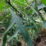 Solanum aviculare পাতা