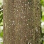 Duroia longiflora 樹皮