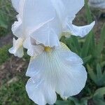 Iris pallidaFlor