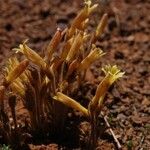 Orobanche fasciculata عادت