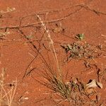 Eragrostis elongata Habitat