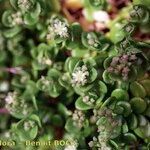 Polycarpon polycarpoides Mosusu