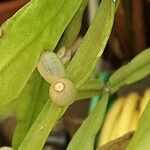 Rhipsalis micrantha Fruit