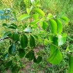 Zanthoxylum rhoifolium पत्ता