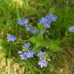 Veronica teucrium पत्ता