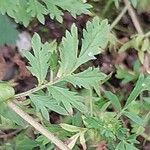 Potentilla supina Folha