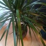 Dracaena reflexaЛіст