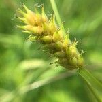 Carex hirta Flower