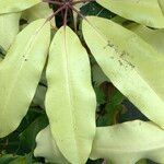 Schefflera pueckleri cv. 'Variegata' Лист