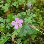 Geranium robertianumFlor