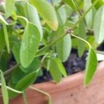 Euphorbia hypericifolia 葉