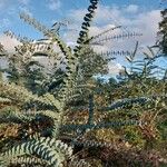 Eucalyptus pulverulenta Blad