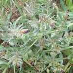 Nonea vesicaria Flower