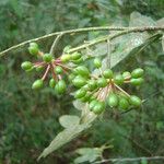 Guatteria australis Frukto