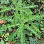 Cirsium arvense Blad