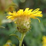 Pentanema spiraeifolium Flower