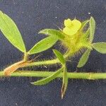 Stylosanthes guianensis その他の提案