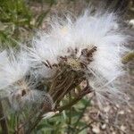 Sonchus maritimus Ffrwyth