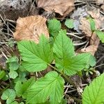 Aegopodium podagraria Blad