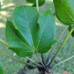 Sterculia apetala Leaf