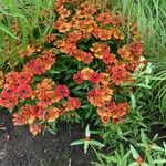 Helenium autumnale Levél