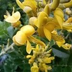 Sophora tomentosa Flor