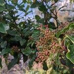 Photinia serratifolia पत्ता