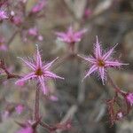 Chorizanthe fimbriata 花