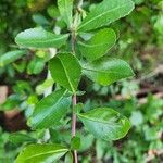 Commiphora madagascariensis Deilen