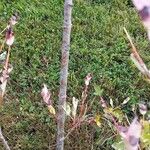 Salix integra Bark