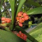 Maxillaria fulgens Plod