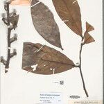 Guatteria discolor Hoja