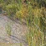 Spartina maritima Habit