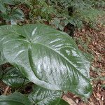 Anthurium cordatum 葉