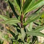 Baccharis salicina Folio