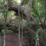 Combretum erythrophyllum Hábitos