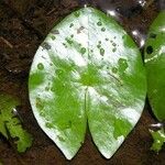 Nymphaea conardii Leaf