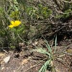 Ranunculus gramineus Hoja