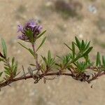 Thymus embergeri Hábito