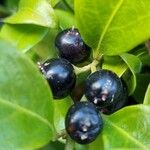 Sarcococca confusa Frucht