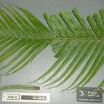 Blechnum orientale Fuelha